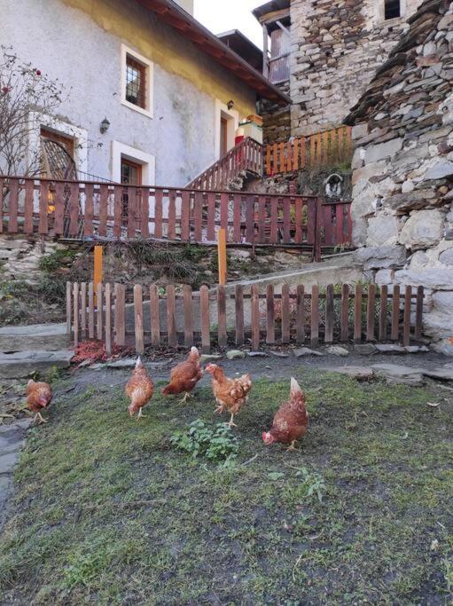 Casa Del Cios Calda E Intima Casetta Immersa Nel Verde Delle Montagne Alpe Basciumo Exteriör bild