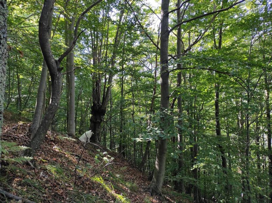 Casa Del Cios Calda E Intima Casetta Immersa Nel Verde Delle Montagne Alpe Basciumo Exteriör bild